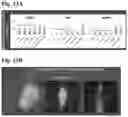 Fig. 18 - METHODS OF GENERATING AND ISOLATING MIDBRAIN DOPAMINE NEURONS