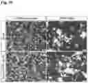 Fig. 31 - METHODS OF GENERATING AND ISOLATING MIDBRAIN DOPAMINE NEURONS
