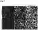 Fig. 32 - METHODS OF GENERATING AND ISOLATING MIDBRAIN DOPAMINE NEURONS