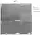 Fig. 09 - Methods for differentiating cells