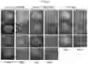 Fig. 26 - Methods for differentiating cells