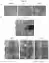 Fig. 31 - Methods for differentiating cells