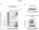 Fig. 32 - Methods for differentiating cells