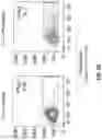 Fig. 10 - T cell manufacturing compositions and methods