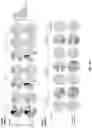 Fig. 46 - T cell manufacturing compositions and methods