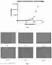 Fig. 02 - Method for long-term ex vivo maintenance or expansion of human erythroblast, human megakaryocyte-erythroid progenitor, or human common myeloid progenitor cell and application thereof
