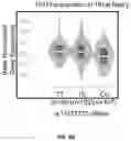 Fig. 06 - COMPOSITIONS AND METHODS FOR INCREASING MEGAKARYOCYTE PRODUCTION