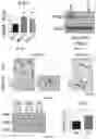 Fig. 08 - COMPOSITIONS AND METHODS FOR INCREASING MEGAKARYOCYTE PRODUCTION