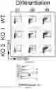 Fig. 10 - COMPOSITIONS AND METHODS FOR INCREASING MEGAKARYOCYTE PRODUCTION