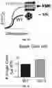 Fig. 11 - COMPOSITIONS AND METHODS FOR INCREASING MEGAKARYOCYTE PRODUCTION
