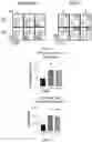 Fig. 14 - COMPOSITIONS AND METHODS FOR INCREASING MEGAKARYOCYTE PRODUCTION