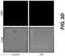 Fig. 15 - Production of red blood cells and platelets from stem cells