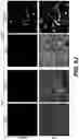 Fig. 22 - Production of red blood cells and platelets from stem cells