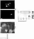 Fig. 38 - Production of red blood cells and platelets from stem cells
