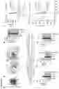 Fig. 03 - Genome-edited induced pluripotent stem cells, and cells derived therefrom, and uses thereof
