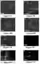 Fig. 07 - Platform for generating safe cell therapeutics