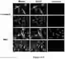 Fig. 13 - Platform for generating safe cell therapeutics