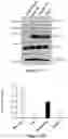 Fig. 15 - Platform for generating safe cell therapeutics