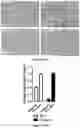 Fig. 19 - Platform for generating safe cell therapeutics