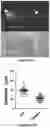 Fig. 20 - Platform for generating safe cell therapeutics
