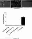 Fig. 35 - Platform for generating safe cell therapeutics