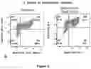 Fig. 10 - GENERATION OF PANCREATIC ENDODERM FROM STEM CELL DERIVED DEFINITIVE ENDODERM
