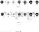 Fig. 05 - Methods for generating stem cell-derived β cells and methods of use thereof