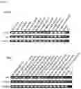 Fig. 06 - METHOD FOR INDUCING DIRECT REPROGRAMMING OF URINE CELL INTO RENAL PROGENITOR CELL AND PHARMACEUTICAL COMPOSITION CONTAINING REPROGRAMMED RENAL PROGENITOR CELL