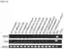 Fig. 07 - METHOD FOR INDUCING DIRECT REPROGRAMMING OF URINE CELL INTO RENAL PROGENITOR CELL AND PHARMACEUTICAL COMPOSITION CONTAINING REPROGRAMMED RENAL PROGENITOR CELL