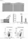 Fig. 11 - METHOD FOR INDUCING DIRECT REPROGRAMMING OF URINE CELL INTO RENAL PROGENITOR CELL AND PHARMACEUTICAL COMPOSITION CONTAINING REPROGRAMMED RENAL PROGENITOR CELL