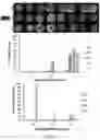 Fig. 03 - METHODS FOR CONTROLLED INDUCTION OF BIOENGINEERED NEUROEPITHELIAL TISSUES AND 3-D NEUROEPITHELIAL TUBES