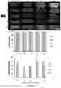 Fig. 04 - METHODS FOR CONTROLLED INDUCTION OF BIOENGINEERED NEUROEPITHELIAL TISSUES AND 3-D NEUROEPITHELIAL TUBES