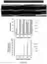 Fig. 05 - METHODS FOR CONTROLLED INDUCTION OF BIOENGINEERED NEUROEPITHELIAL TISSUES AND 3-D NEUROEPITHELIAL TUBES