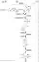 Fig. 20 - Multi-substrate metabolism for improving biomass and lipid production