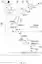 Fig. 25 - Multi-substrate metabolism for improving biomass and lipid production