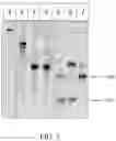 Fig. 04 - CRISPR-associated (Cas) protein