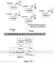 Fig. 04 - Cascade/dCas3 complementation assays for in vivo detection of nucleic acid-guided nuclease edited cells