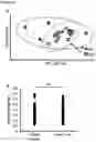 Fig. 19 - Compositions and Methods for Modulating Growth of a Genetically Modified Gut Bacterial Cell