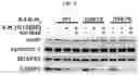 Fig. 13 - NOVEL BOTULINUM NEUROTOXIN AND ITS DERIVATIVES