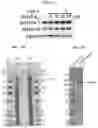 Fig. 15 - NOVEL BOTULINUM NEUROTOXIN AND ITS DERIVATIVES