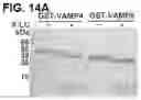 Fig. 18 - NOVEL BOTULINUM NEUROTOXIN AND ITS DERIVATIVES