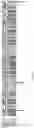 Fig. 11 - Variable heavy chain only libraries, methods of preparation thereof, and uses thereof
