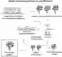 Fig. 01 - DEEP MUTATIONAL EVOLUTION OF BIOMOLECULES