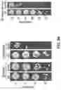 Fig. 67 - DEEP MUTATIONAL EVOLUTION OF BIOMOLECULES