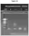 Fig. 19 - ISOLATION AND IMMOBILIZATION OF NUCLEIC ACIDS AND USES THEREOF
