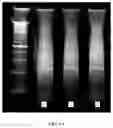 Fig. 10 - METHODS FOR LIBRARY PREPARATION TO ENRICH INFORMATIVE DNA FRAGMENTS USING ENZYMATIC DIGESTION