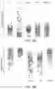 Fig. 13 - Compositions and methods for improved in vitro assembly of polynucleotides
