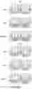 Fig. 07 - HIGHLY MULTIPLEXED BASE EDITING