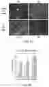 Fig. 15 - HIGHLY MULTIPLEXED BASE EDITING