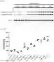 Fig. 12 - Antisense Oligonucleotides Targeting ATXN3